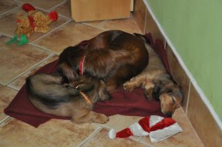 Jamnik d�ugow�osy